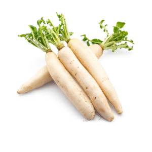 Giant White Radish